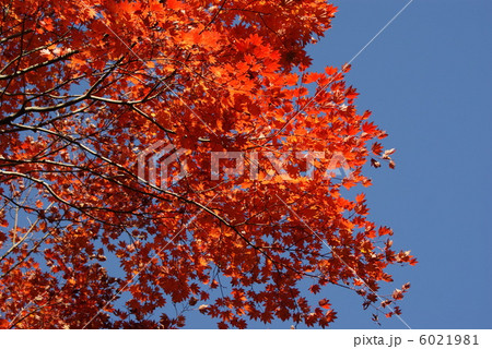 背景素材・秋イメージ・青空にヤマモミジの紅葉・横位置 6021981