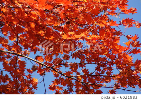 背景素材・秋イメージ・青空にヤマモミジの紅葉ややアップ・横位置 6021983