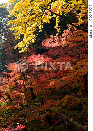 信貴山紅葉 6022029