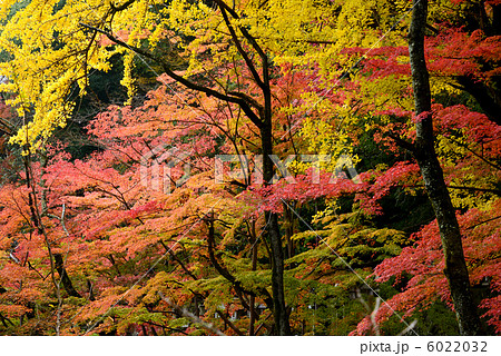 信貴山紅葉 信貴山紅葉 6022032