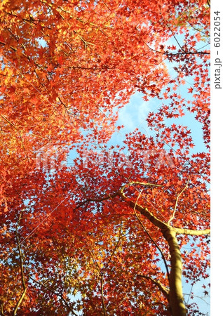 紅葉と青空 11月 紅葉と青空 11月 6022054