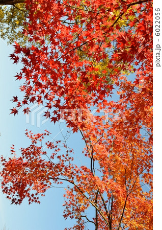紅葉と青空 11月 紅葉と青空 11月 6022056