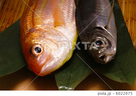 鮮魚２匹 6022075