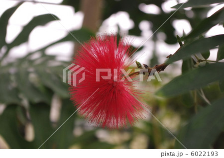 ベニゴウカン 6022193