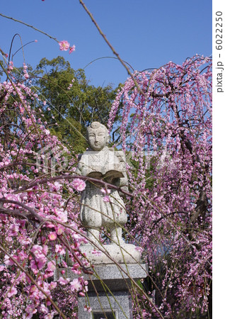 二宮金次郎像と枝垂れ梅 6022250