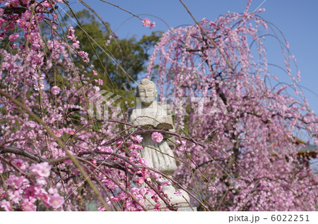 二宮金次郎像と枝垂れ梅 二宮金次郎像と枝垂れ梅 6022251