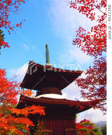 常寂光寺　紅葉と多宝塔 6022366