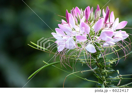 クレオメ：西洋風蝶草 6022417