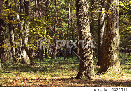 武蔵野散歩・国指定天然記念物平林寺境内林　平林寺 6022511