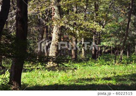 武蔵野散歩 国指定天然記念物平林寺境内林 平林寺の写真素材