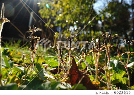 日差しを浴びるゲンノショウコの実 日差しを浴びるゲンノショウコの実 6022619