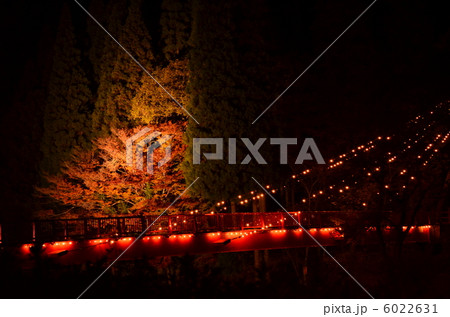 宇甘渓の紅葉ライトアップ 6022631