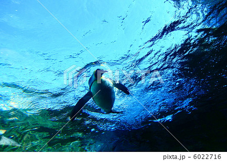 キングペンギン 6022716