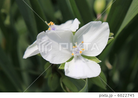 ムラサキツユクサ（白花） 6022745