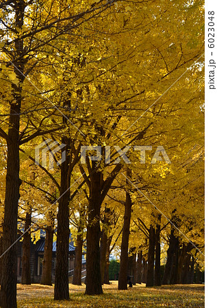 銀杏 銀杏 6023048