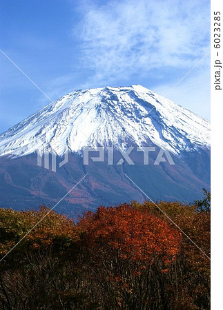 背景素材・冠雪富士手前に雑木林の紅葉・縦位置ハガキ対応比 6023285