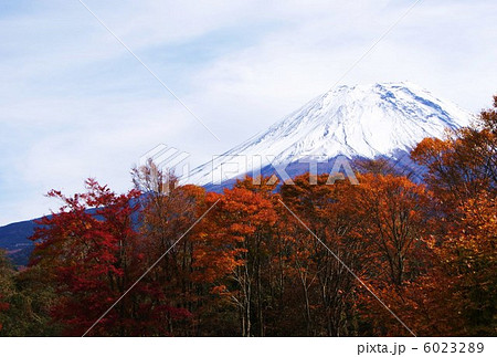 背景素材・冠雪富士左側稜線手前に紅葉の樹林・横位置ハガキ対応比 背景素材・冠雪富士左側稜線手前に紅葉の樹林・横位置ハガキ対応比 6023289