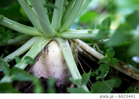 畑のダイコン 畑のダイコン 6023441