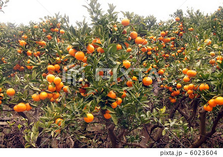 段々畑の温州みかん 段々畑の温州みかん 6023604