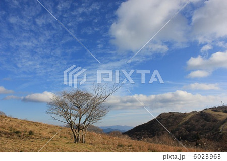 晩秋の茶臼山高原 6023963