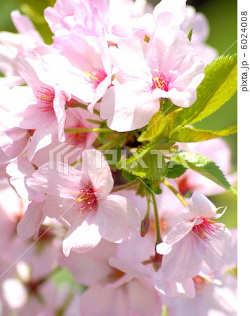 ゴテンバザクラ（御殿場桜） 6024008