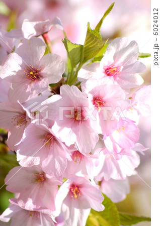 ゴテンバザクラ（御殿場桜） 6024012