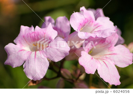 ノウゼンカヅラ（ピンク） 6024056