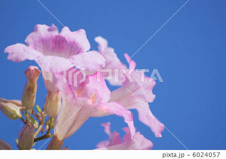 ノウゼンカヅラ（ピンク） 6024057