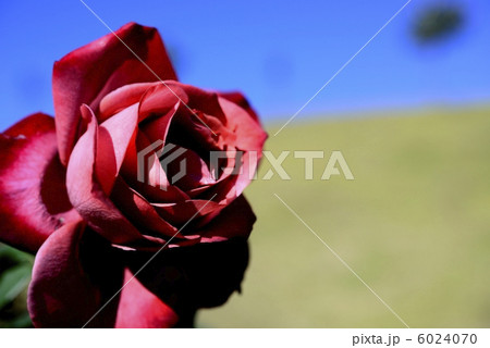 ブラックティ 6024070