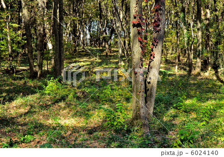 武蔵野散歩 武蔵野の雑木林 野火止緑地総合公園の写真素材