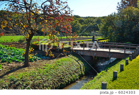 武蔵野散歩・野火止用水の流れと山下通橋 6024303