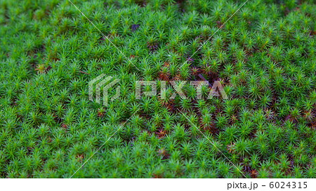 コスギゴケ 6024315