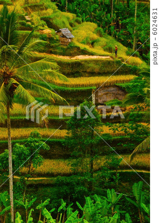 バリ島の棚田（テガララン／バリ島･インドネシア） 6024631