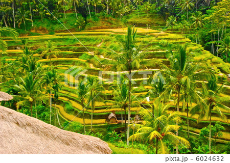 バリ島の棚田（テガララン／バリ島･インドネシア） 6024632