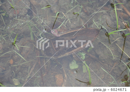 タガメ 6024671