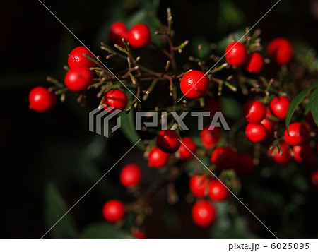 南天の実 2 南天の実 2 6025095