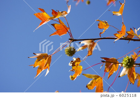 色づいた街路樹の葉 6025118