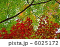 赤と緑の競演 6025172