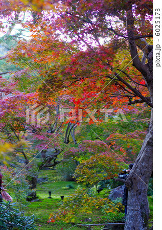 宝厳院の紅葉 宝厳院の紅葉 6025173