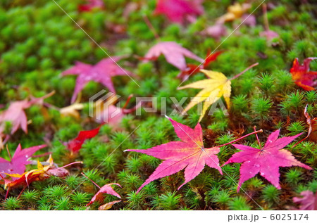 Ochiba -紅落- Ochiba -紅落- 6025174