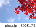 空とモミジ 6025175
