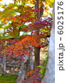 宝厳院の紅葉 6025176