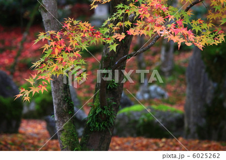 秋の光明禅寺 6025262