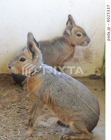 ２匹のマーラ 6025337