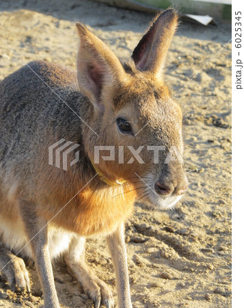 マーラ（テンジクネズミ科） 6025345