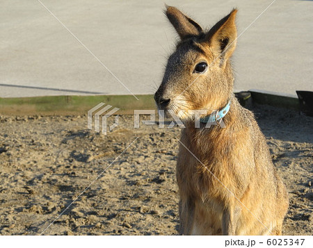 マーラ（テンジクネズミ科） 6025347