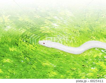 白蛇 白蛇 6025411