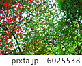 紅葉　 6025538