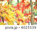 楓 6025539