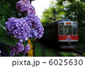 あじさいと箱根電車 6025630